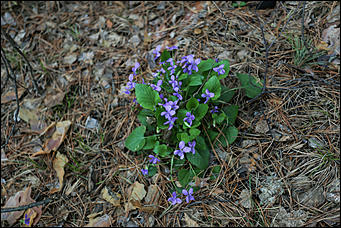 20 мая 2018 г., Барнаул. Екатерина Смолихина   Охотники за браконьерами: как егеря на Алтае охраняют уникальные заказники