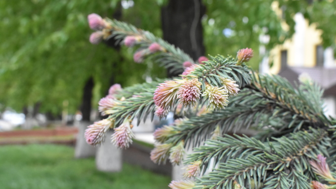 28 май 2018 г., Барнаул. Причиненко Константин   Город в ожидании лета начал радовать нас цветами
