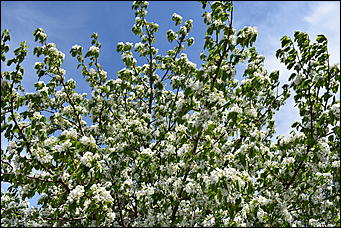 28 май 2018 г., Барнаул. Причиненко Константин   Город в ожидании лета начал радовать нас цветами