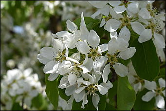 28 май 2018 г., Барнаул. Причиненко Константин   Город в ожидании лета начал радовать нас цветами