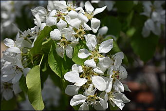 28 май 2018 г., Барнаул. Причиненко Константин   Город в ожидании лета начал радовать нас цветами