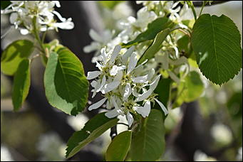 28 май 2018 г., Барнаул. Причиненко Константин   Город в ожидании лета начал радовать нас цветами