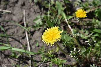 28 май 2018 г., Барнаул. Причиненко Константин   Город в ожидании лета начал радовать нас цветами