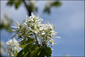 28 май 2018 г., Барнаул. Причиненко Константин   Город в ожидании лета начал радовать нас цветами