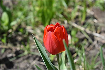 28 май 2018 г., Барнаул. Причиненко Константин   Город в ожидании лета начал радовать нас цветами