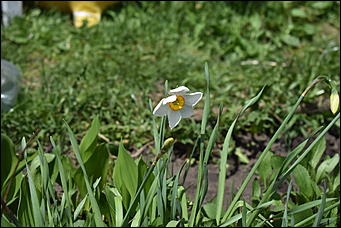 28 май 2018 г., Барнаул. Причиненко Константин   Город в ожидании лета начал радовать нас цветами