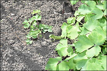 28 май 2018 г., Барнаул. Причиненко Константин   Город в ожидании лета начал радовать нас цветами