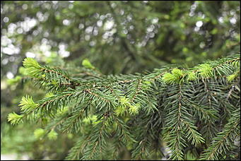 28 май 2018 г., Барнаул. Причиненко Константин   Город в ожидании лета начал радовать нас цветами