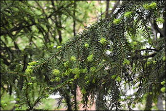 28 май 2018 г., Барнаул. Причиненко Константин   Город в ожидании лета начал радовать нас цветами