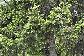 28 май 2018 г., Барнаул. Причиненко Константин   Город в ожидании лета начал радовать нас цветами