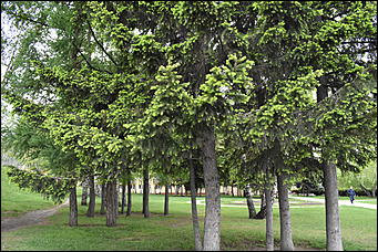 28 май 2018 г., Барнаул. Причиненко Константин   Город в ожидании лета начал радовать нас цветами