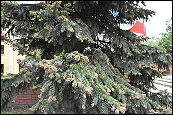 28 май 2018 г., Барнаул. Причиненко Константин   Город в ожидании лета начал радовать нас цветами