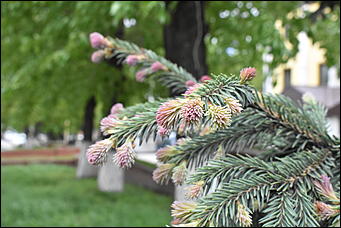 28 май 2018 г., Барнаул. Причиненко Константин   Город в ожидании лета начал радовать нас цветами