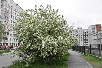 28 май 2018 г., Барнаул. Причиненко Константин   Город в ожидании лета начал радовать нас цветами