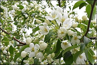 28 май 2018 г., Барнаул. Причиненко Константин   Город в ожидании лета начал радовать нас цветами