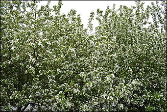 28 май 2018 г., Барнаул. Причиненко Константин   Город в ожидании лета начал радовать нас цветами