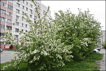 28 май 2018 г., Барнаул. Причиненко Константин   Город в ожидании лета начал радовать нас цветами