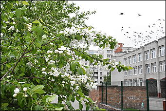 28 май 2018 г., Барнаул. Причиненко Константин   Город в ожидании лета начал радовать нас цветами