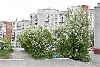 28 май 2018 г., Барнаул. Причиненко Константин   Город в ожидании лета начал радовать нас цветами