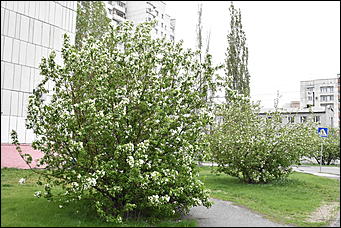 28 май 2018 г., Барнаул. Причиненко Константин   Город в ожидании лета начал радовать нас цветами