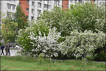 28 май 2018 г., Барнаул. Причиненко Константин   Город в ожидании лета начал радовать нас цветами