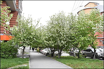 28 май 2018 г., Барнаул. Причиненко Константин   Город в ожидании лета начал радовать нас цветами