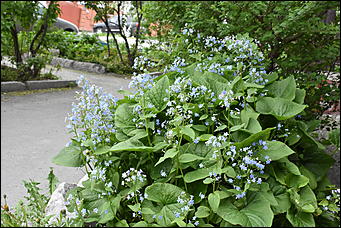 28 май 2018 г., Барнаул. Причиненко Константин   Город в ожидании лета начал радовать нас цветами