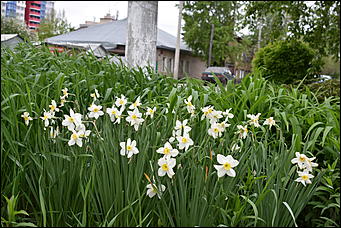 28 май 2018 г., Барнаул. Причиненко Константин   Город в ожидании лета начал радовать нас цветами