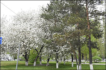 28 май 2018 г., Барнаул. Причиненко Константин   Город в ожидании лета начал радовать нас цветами