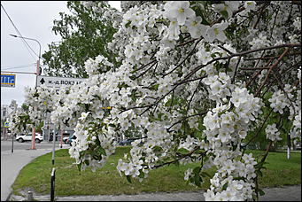 28 май 2018 г., Барнаул. Причиненко Константин   Город в ожидании лета начал радовать нас цветами