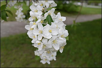 28 май 2018 г., Барнаул. Причиненко Константин   Город в ожидании лета начал радовать нас цветами