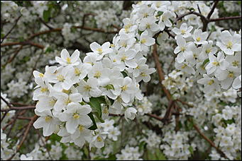 28 май 2018 г., Барнаул. Причиненко Константин   Город в ожидании лета начал радовать нас цветами