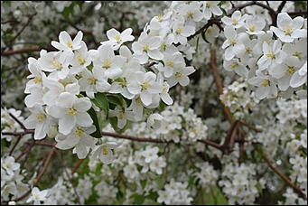 28 май 2018 г., Барнаул. Причиненко Константин   Город в ожидании лета начал радовать нас цветами