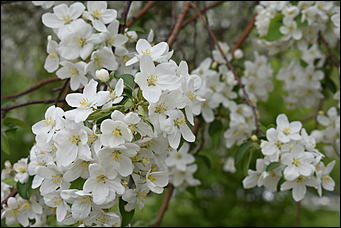 28 май 2018 г., Барнаул. Причиненко Константин   Город в ожидании лета начал радовать нас цветами