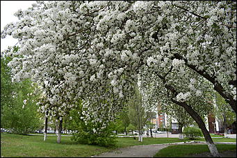 28 май 2018 г., Барнаул. Причиненко Константин   Город в ожидании лета начал радовать нас цветами