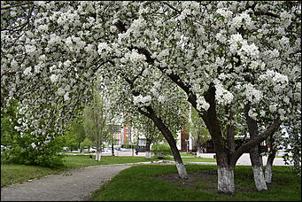 28 май 2018 г., Барнаул. Причиненко Константин   Город в ожидании лета начал радовать нас цветами