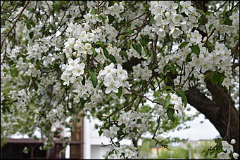 28 май 2018 г., Барнаул. Причиненко Константин   Город в ожидании лета начал радовать нас цветами