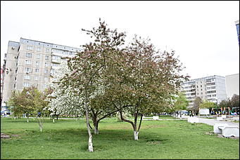 28 май 2018 г., Барнаул. Причиненко Константин   Город в ожидании лета начал радовать нас цветами