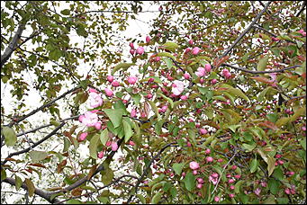 28 май 2018 г., Барнаул. Причиненко Константин   Город в ожидании лета начал радовать нас цветами