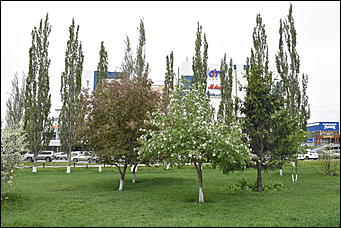 28 май 2018 г., Барнаул. Причиненко Константин   Город в ожидании лета начал радовать нас цветами