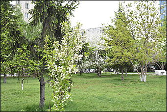 28 май 2018 г., Барнаул. Причиненко Константин   Город в ожидании лета начал радовать нас цветами