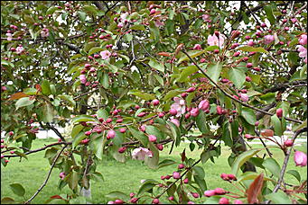 28 май 2018 г., Барнаул. Причиненко Константин   Город в ожидании лета начал радовать нас цветами