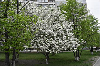 28 май 2018 г., Барнаул. Причиненко Константин   Город в ожидании лета начал радовать нас цветами