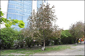 28 май 2018 г., Барнаул. Причиненко Константин   Город в ожидании лета начал радовать нас цветами