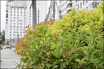 28 май 2018 г., Барнаул. Причиненко Константин   Город в ожидании лета начал радовать нас цветами