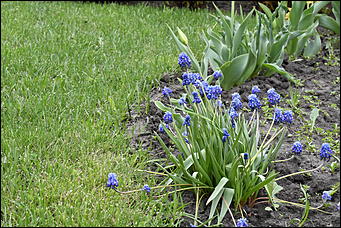 28 май 2018 г., Барнаул. Причиненко Константин   Город в ожидании лета начал радовать нас цветами