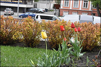 28 май 2018 г., Барнаул. Причиненко Константин   Город в ожидании лета начал радовать нас цветами