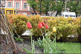 28 май 2018 г., Барнаул. Причиненко Константин   Город в ожидании лета начал радовать нас цветами