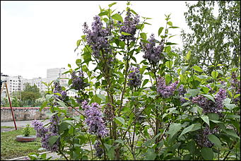 28 май 2018 г., Барнаул. Причиненко Константин   Город в ожидании лета начал радовать нас цветами