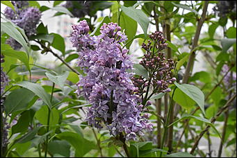 28 май 2018 г., Барнаул. Причиненко Константин   Город в ожидании лета начал радовать нас цветами